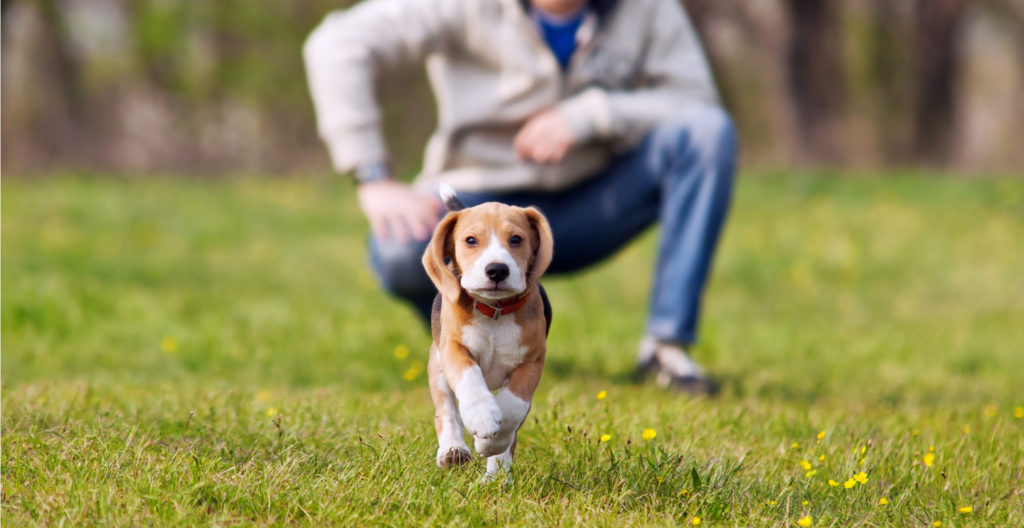 6-months-puppy-training