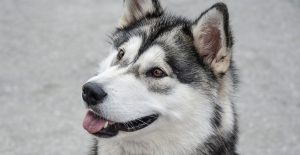 ALASKAN-MALMUTE-portrait