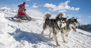 Alaskan Malamutes sledding