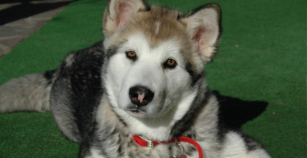 Alaskan Malumute