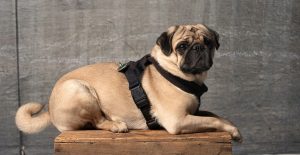 pug-training