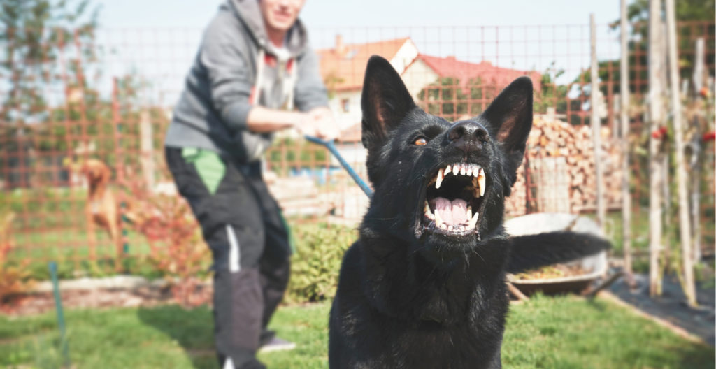 aggressive-dog-training