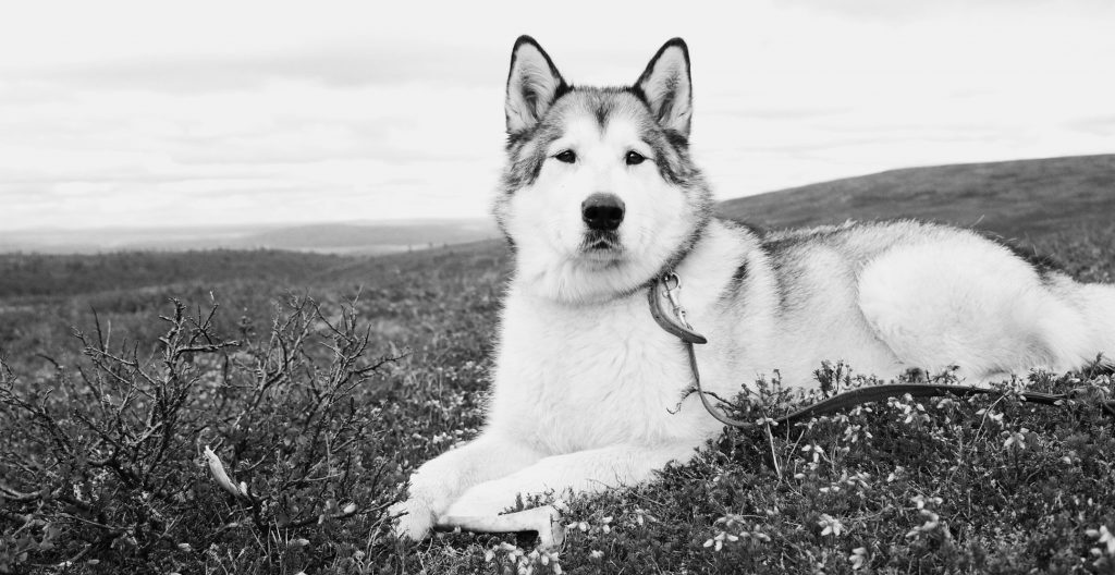 alaskan-malamute-black-and-white