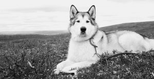 alaskan-malamute-black-and-white