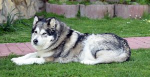 alaskan-malamute-breedguide-header