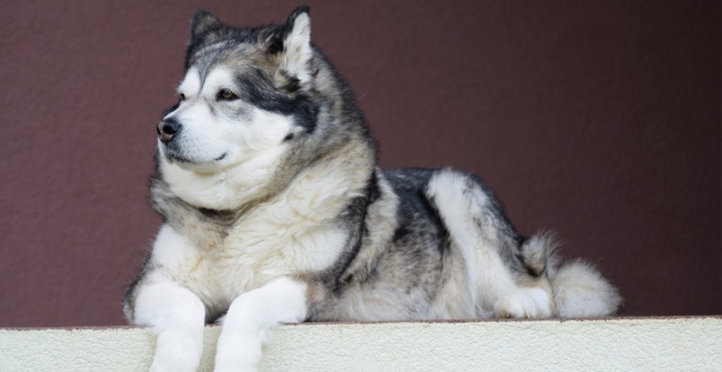 alaskan-malamute-cozy