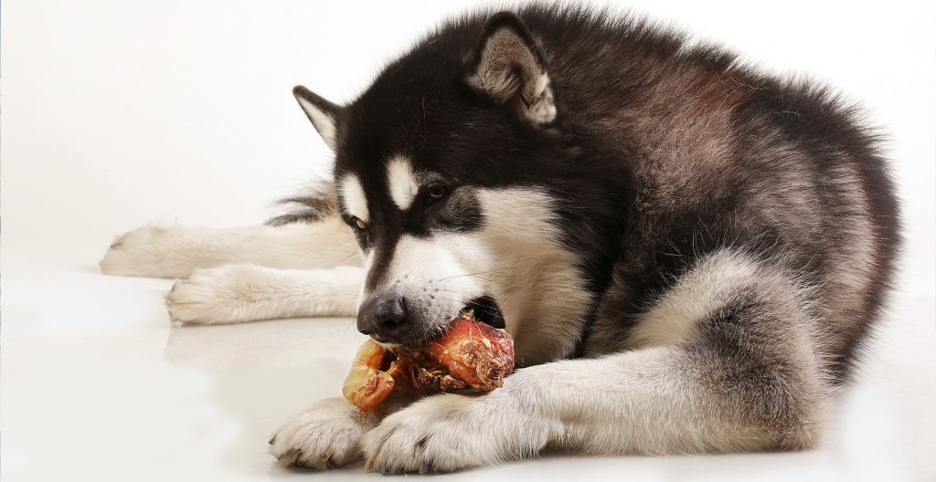 alaskan-malamute-eating-meat