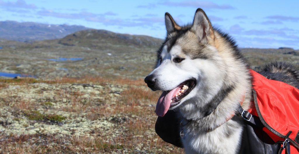 alaskan-malamute-on-the-mountain