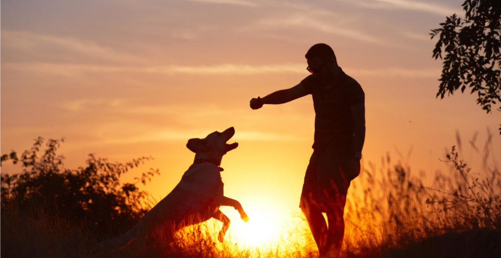 basic-commands-for-dog