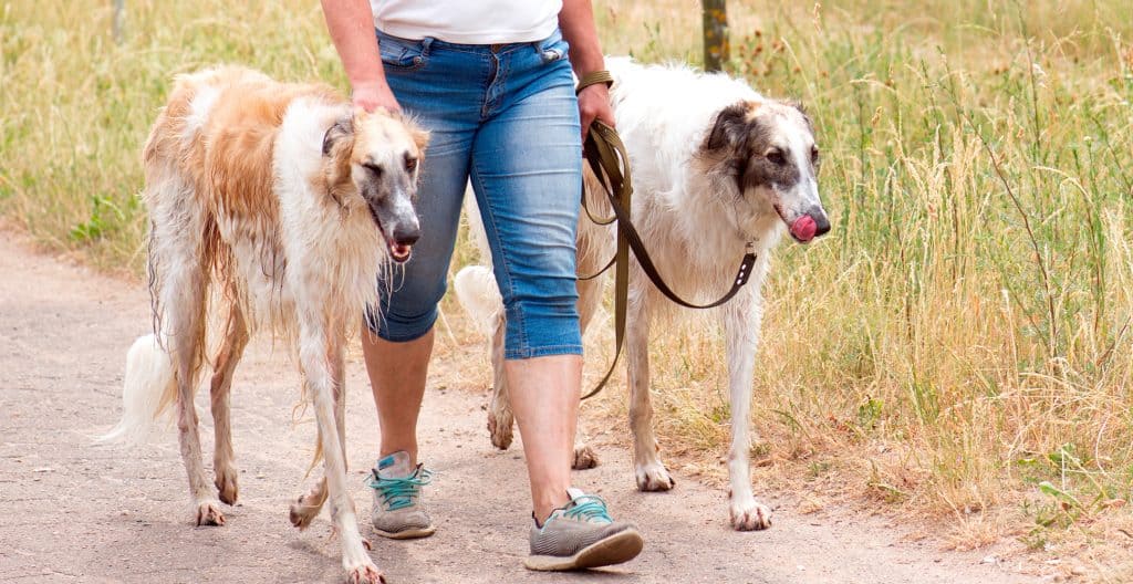 borzoi-exercise