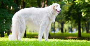 borzoi-full-body