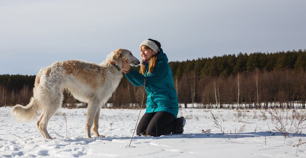 borzoi-in-snow