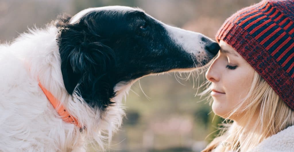 borzoi-personality