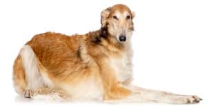 borzoi-portrait