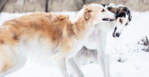 borzoi-snow-playing