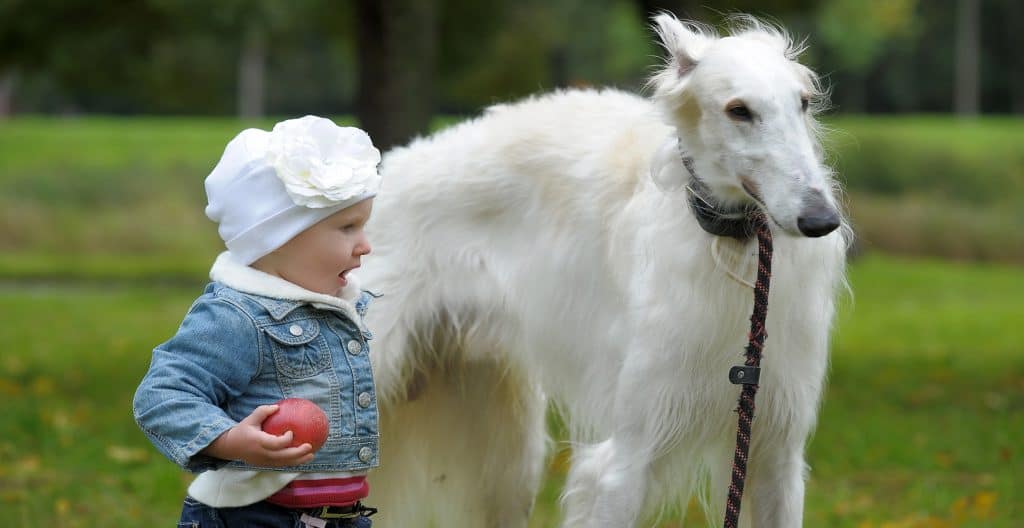 borzoi-with-a-kid