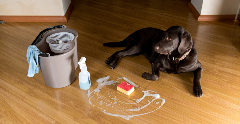 cleaning-up-dog-accidents