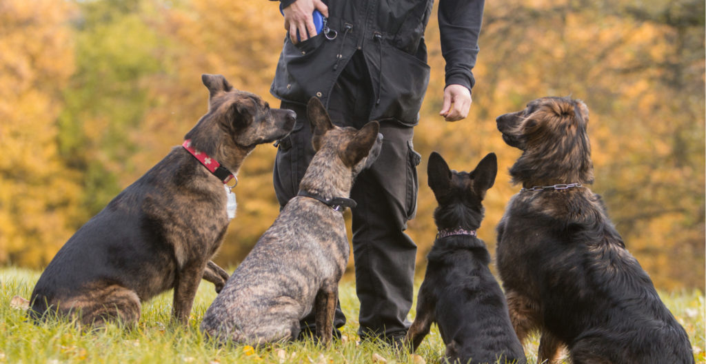consistent-dog-training