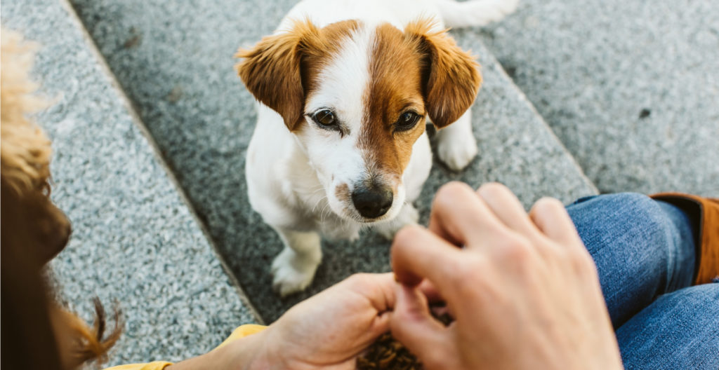 consistent-praise-and-rewards-for dog