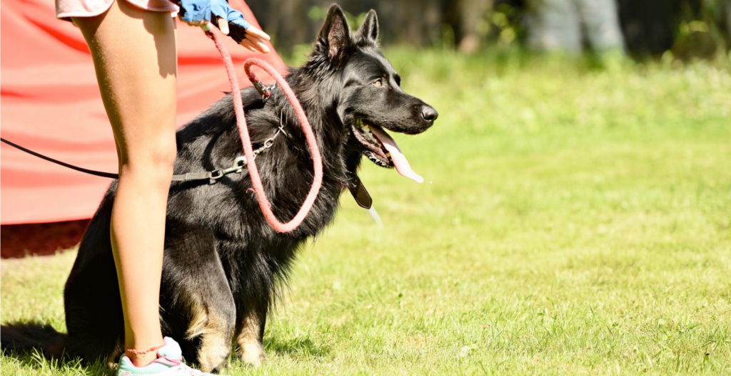 dog-training-journey