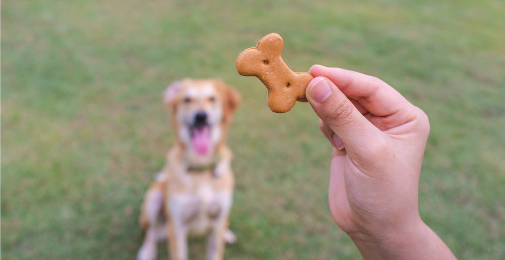 dog-treats-during-training