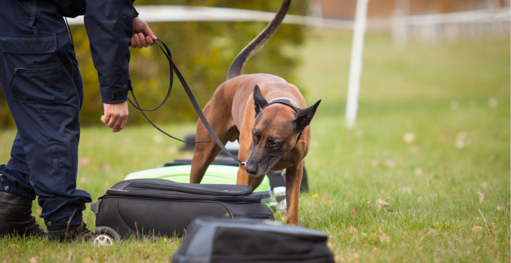 dog-unpredictable-training-methods