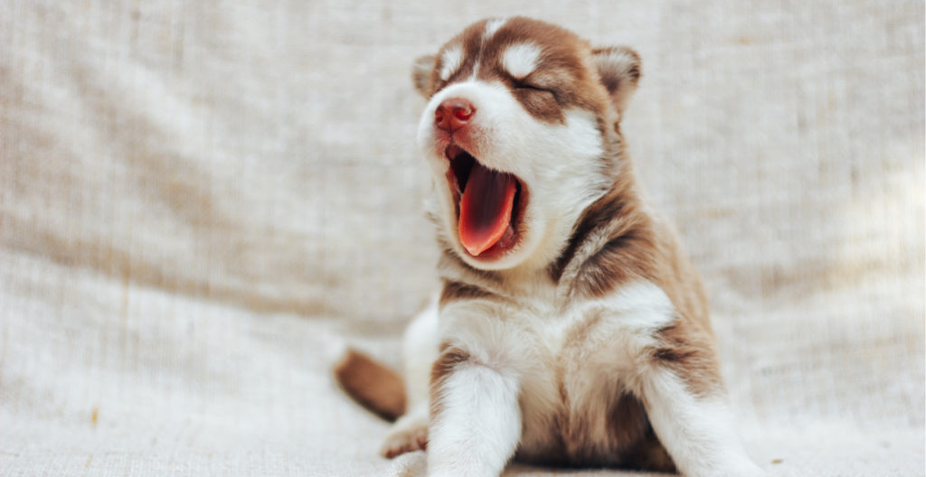 Dog Training Guide for New Owners