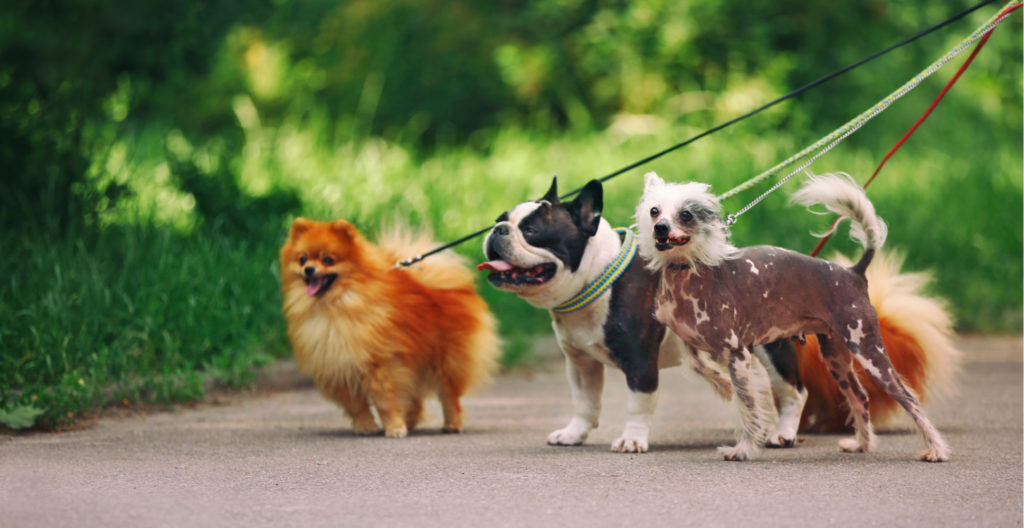 dogs-walking-on-leash