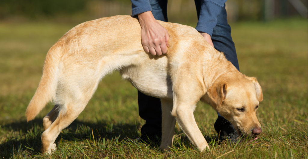 get-to-know-your-dog