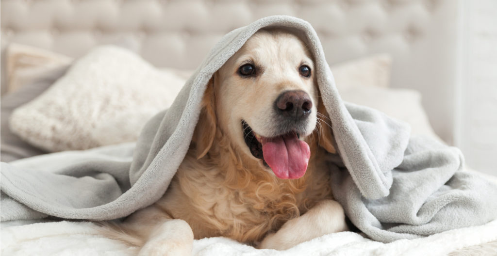 giving-dog-a-space