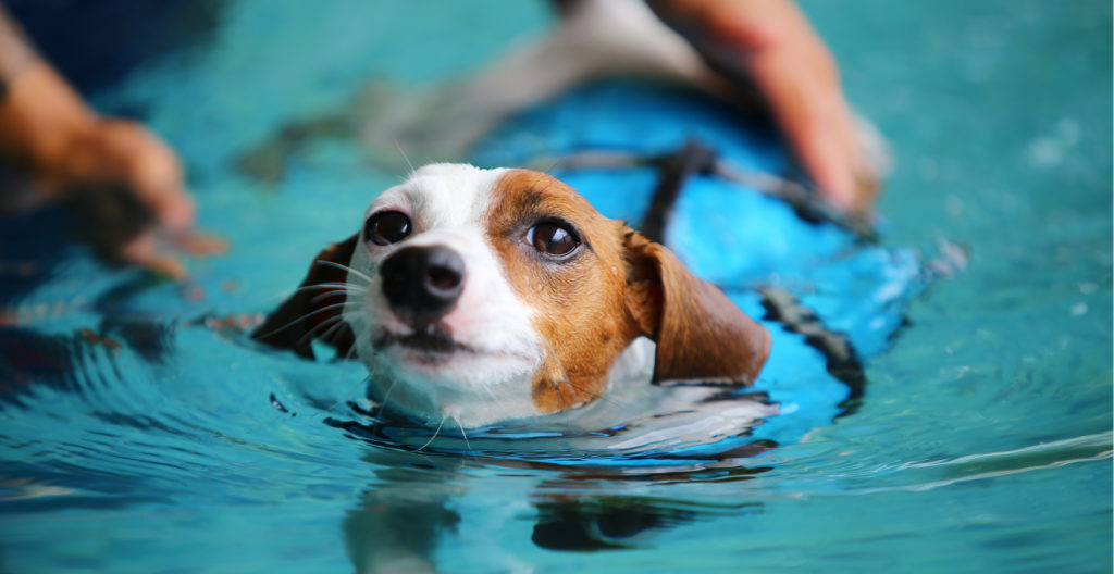 loing-training-for-dog