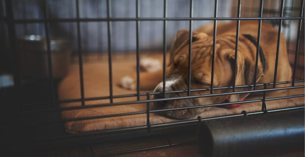nighttime-potty-breaks-for-dogs