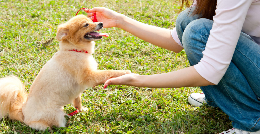 novice-dog-training