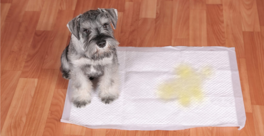 potty-plan-for-dog