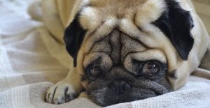 pug-breed-personality
