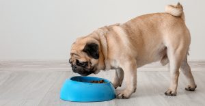 pug-feeding-diet