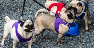 pug-groups