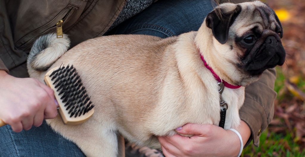 pug-health-and-grooming-guide