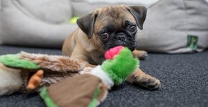 pug-playing