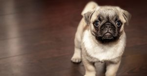 pug-puppy