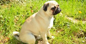 pug-size-measurement