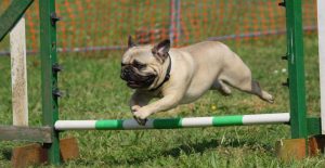 pug-training-and-exercise