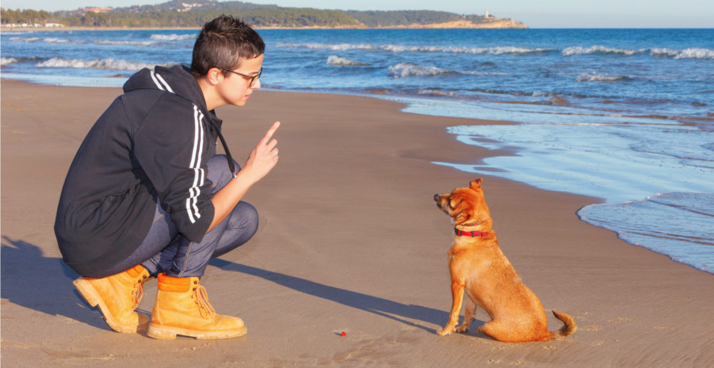 short-dog-training-session