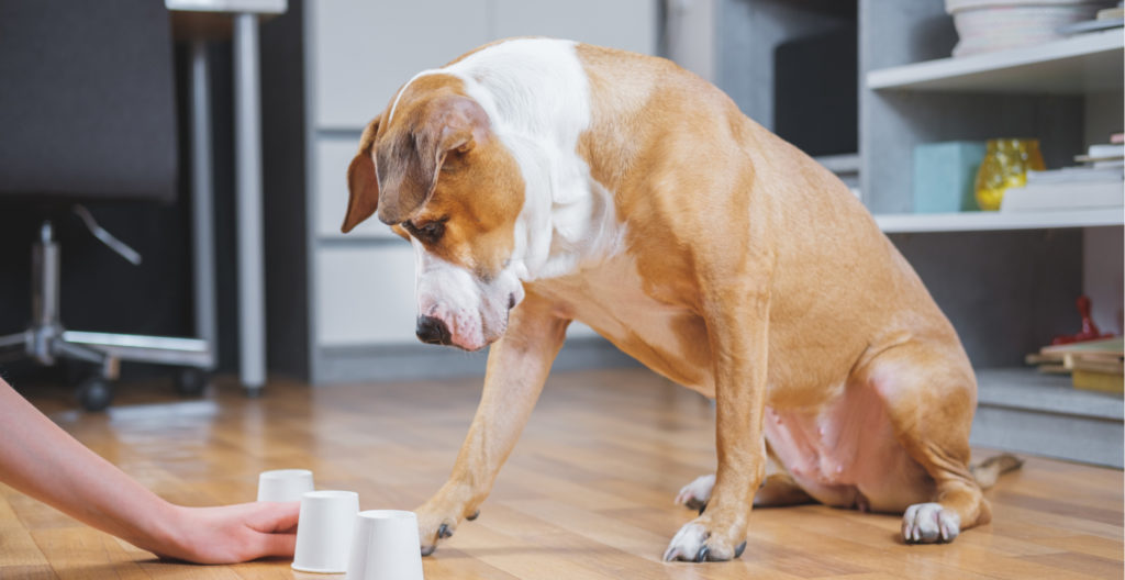 old-dog-learning-trick