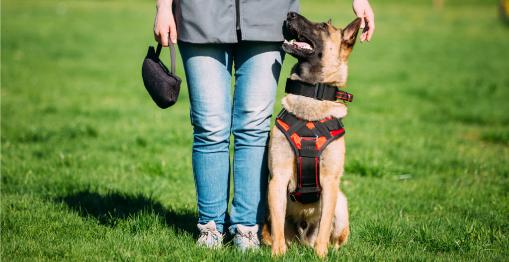 intelligent-breed-training