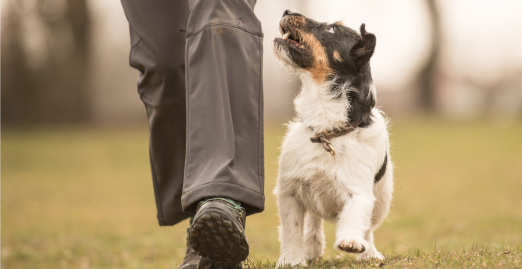 teaching-dog-to-heel