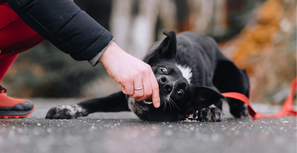 teaching-dog-to-lie-down