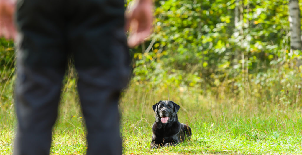 teaching-the-dog-to-come
