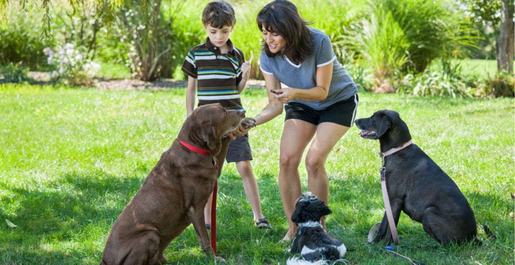 training-collaborative-effort-with-dog