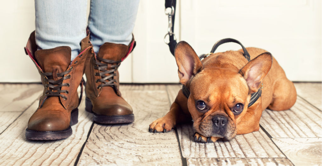 training-dog-at-home